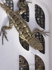 Sceloporus olivaceus