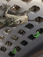 Sceloporus olivaceus