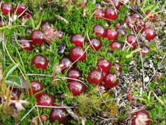 Coprosma atropurpurea