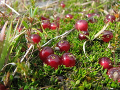 Coprosma atropurpurea