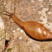 Striate Wolfsnail - Photo (c) Ben Hutchins, some rights reserved (CC BY-NC), uploaded by Ben Hutchins