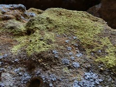 Chrysothrix insulizans