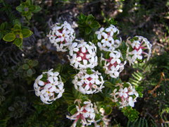 Pimelea buxifolia