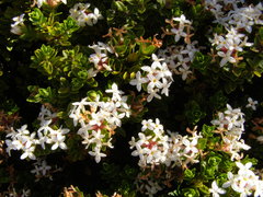 Pimelea buxifolia