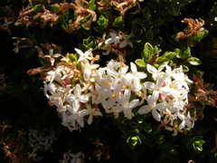 Pimelea buxifolia