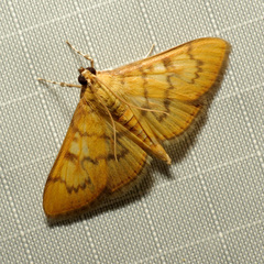 Psara dryalis