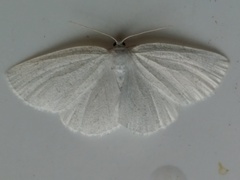 Protitame virginalis