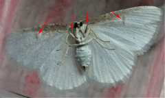 Protitame virginalis