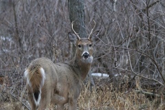 Odocoileus virginianus