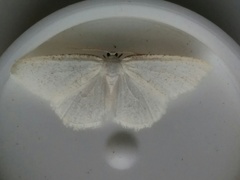 Protitame virginalis