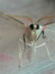 Protitame virginalis