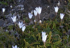 Wahlenbergia pygmaea pygmaea