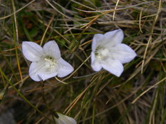 Wahlenbergia pygmaea pygmaea