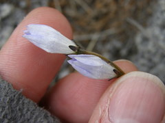 Wahlenbergia pygmaea pygmaea