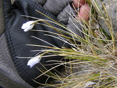 Wahlenbergia pygmaea pygmaea