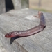 Munoa Worm Lizard - Photo (c) Diego Caballero, some rights reserved (CC BY-NC), uploaded by Diego Caballero
