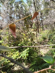 Smilax glyciphylla