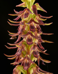 Genoplesium filiforme