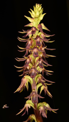 Genoplesium filiforme