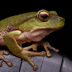 Ranoidea phyllochroa