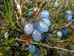 Coprosma brunnea