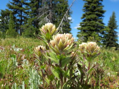 Castilleja parviflora albida