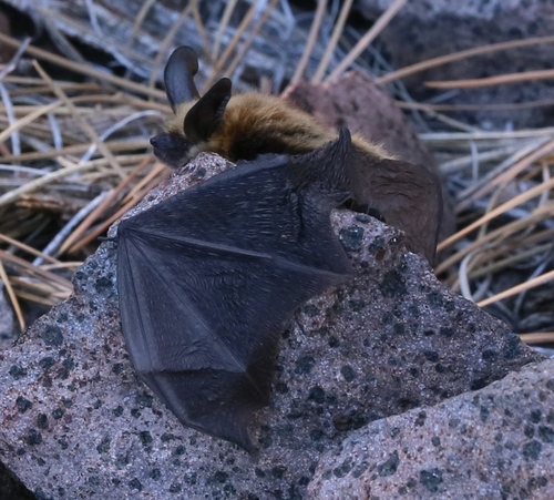 iNaturalist observation photo of Long-eared Myotis