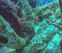 Callyspongia aculeata