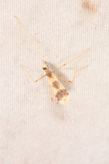 Erioptera venusta