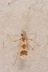 Erioptera venusta
