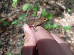 Anolis anisolepis