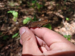 Anolis anisolepis