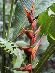 Heliconia bihai