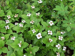 Cornus unalaschkensis