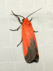 Ptychoglene coccinea
