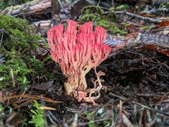 Ramaria araiospora