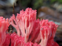 Ramaria araiospora