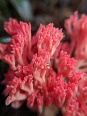 Ramaria araiospora