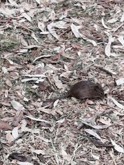 Sigmodon mascotensis