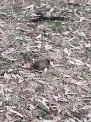 Sigmodon mascotensis