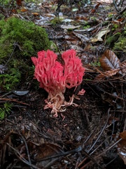 Ramaria araiospora