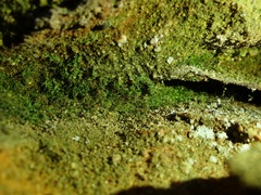 Flakea papillata