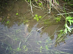 Erythranthe arvensis