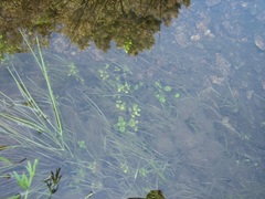 Erythranthe arvensis
