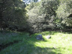 Erythranthe arvensis