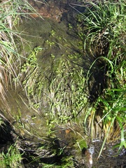 Erythranthe arvensis