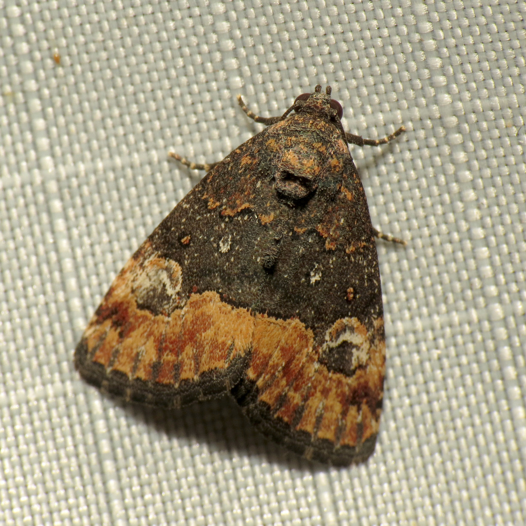 Swift Brown