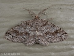 Melanolophia imitata