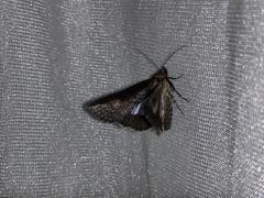 Lophoptera vittigera