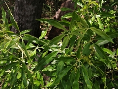 Vitex rehmannii